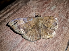 Hemeroblemma malitiosa