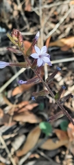 Plumbago caerulea