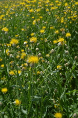 Centaurea chartolepis