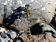 Ophiogomphus morrisoni