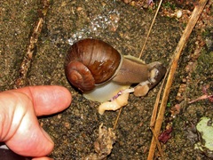 Natalina cafra