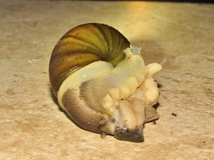 Urocyclus kirkii