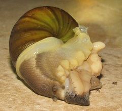 Natalina cafra