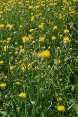 Centaurea chartolepis