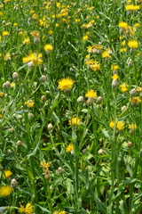 Centaurea chartolepis