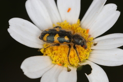 Trichodes flavocinctus
