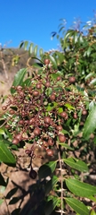 Zanthoxylum coco