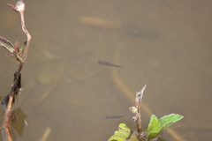 Poecilia reticulata