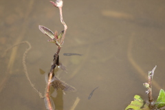 Poecilia reticulata
