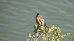 Turdus migratorius