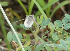 Systoechus candidulus