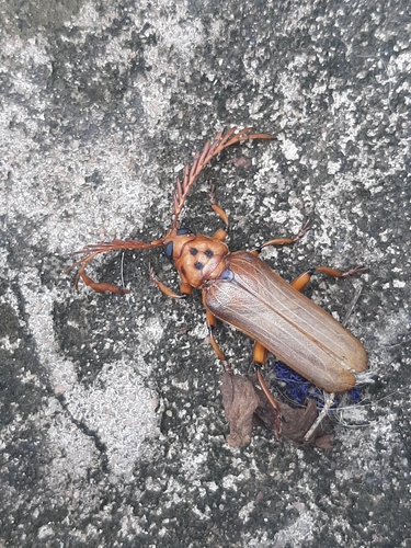 Neoclosterus curvipes