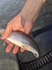 Salvelinus malma