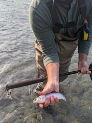 Salvelinus malma