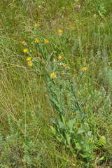 Centaurea chartolepis