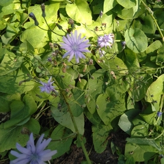 Cicerbita macrophylla
