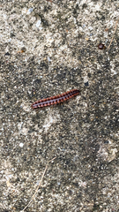 Pseudopolydesmus canadensis