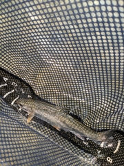 Salvelinus malma