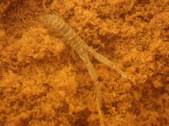 Corophioidea