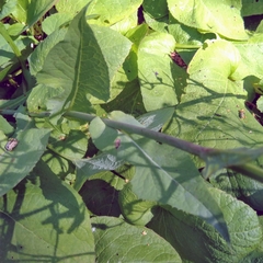 Cicerbita macrophylla