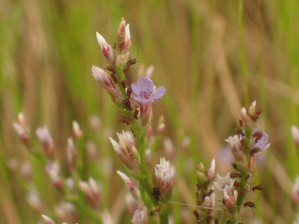 Staticobium staticis