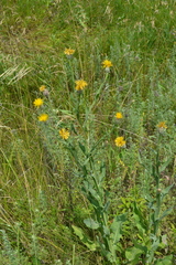 Centaurea chartolepis