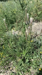 Plantago urvillei