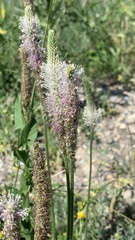 Plantago urvillei