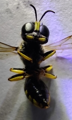 Ectemnius cephalotes