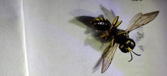 Ectemnius cephalotes