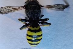 Ectemnius cephalotes