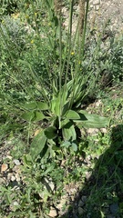 Plantago urvillei