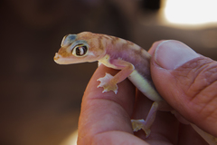Pachydactylus rangei