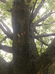 Lymantria dispar dispar