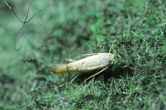 Phyllonorycter harrisella