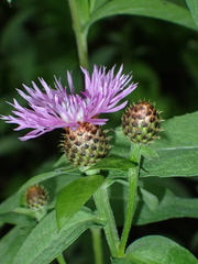Centaurea phrygia abbreviata