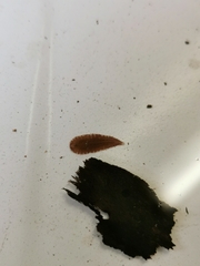 Glossiphonia complanata