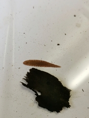 Glossiphonia complanata