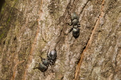 Cephalotes borgmeieri