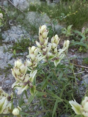 Castilleja lapponica