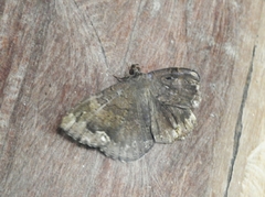 Hemeroblemma malitiosa