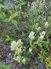 Castilleja lapponica