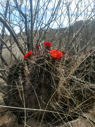 Echinocereus polyacanthus