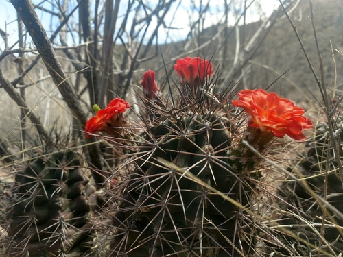 Echinocereus polyacanthus