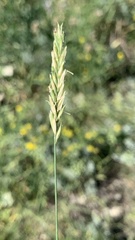 Agropyron desertorum