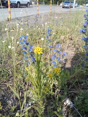 Erysimum marschallianum