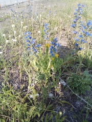 Erysimum marschallianum