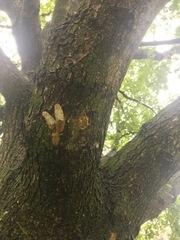 Lymantria dispar dispar