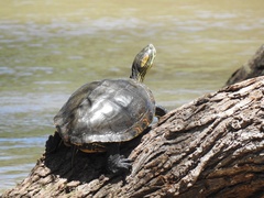 Trachemys hartwegi