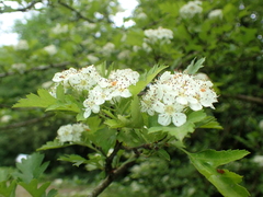 Crataegus pentagyna